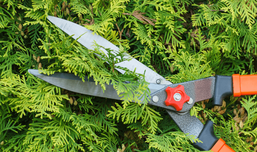 Bush Trimming
